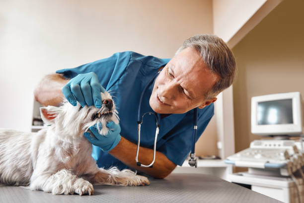 Best Emergency Dental Services for Seniors in Piney Green, NC